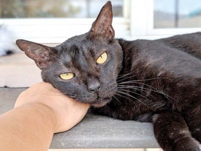 Pet of the Week